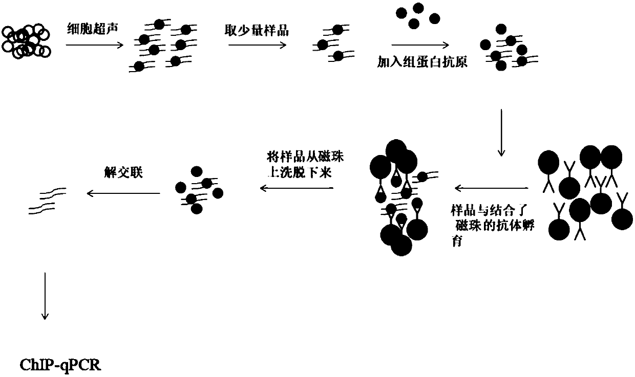 Kit and method for detecting interaction between proteins and DNA, and applications of kit and mehod