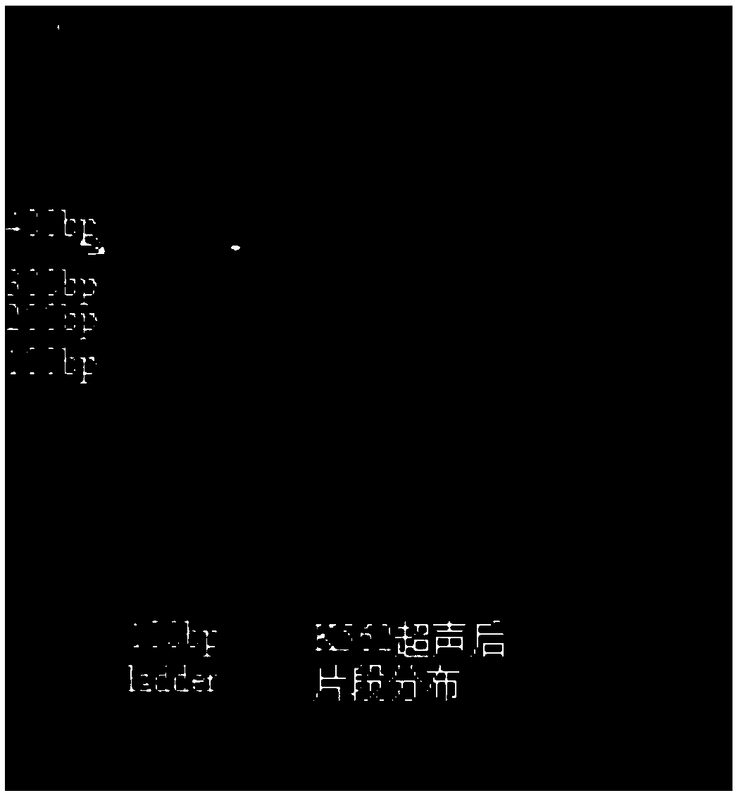 Kit and method for detecting interaction between proteins and DNA, and applications of kit and mehod