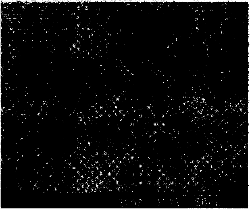 Method for separating magnesium from lithium and extracting lithium from brine