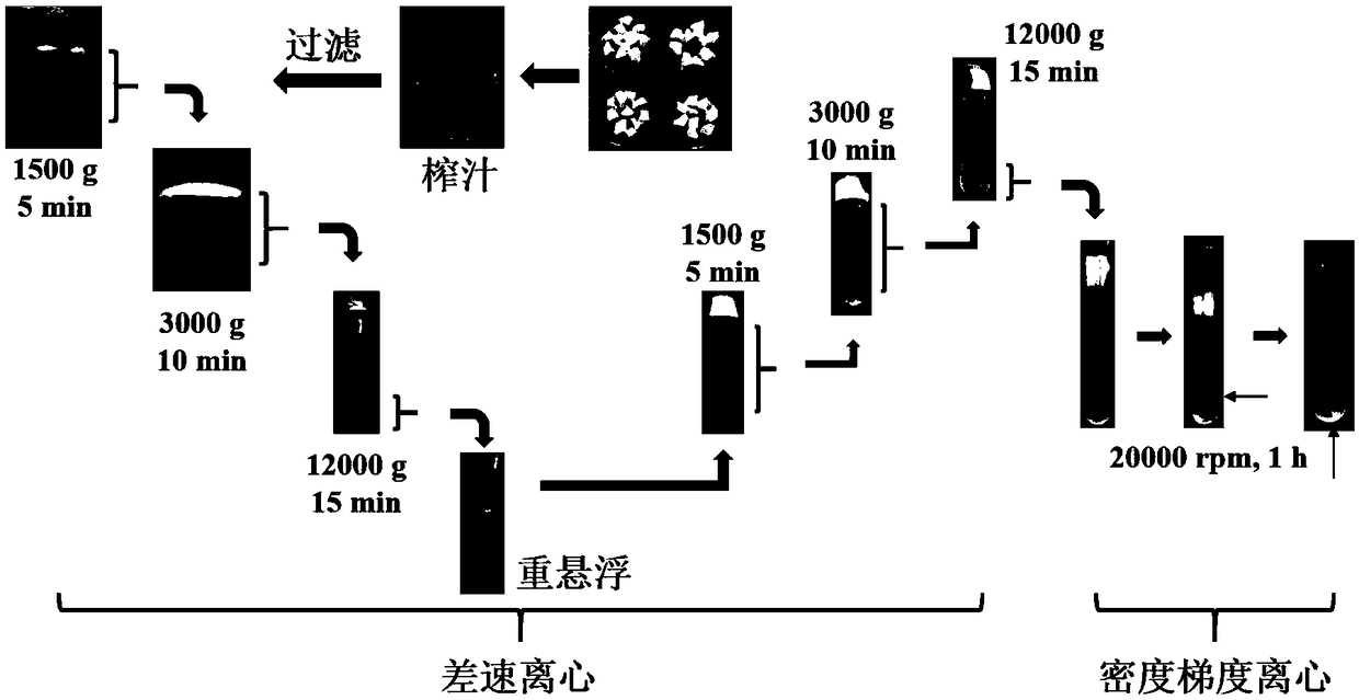 Method for separating and purifying citrus pulp mitochondria