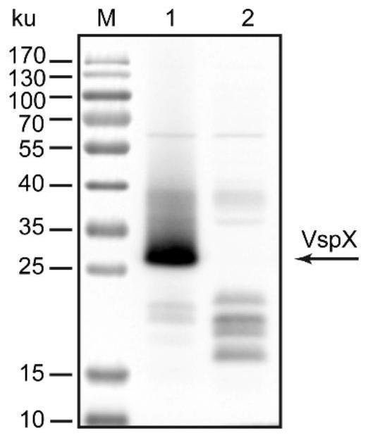 A kind of mycoplasma bovis vspx gene mutant strain and its construction method and application