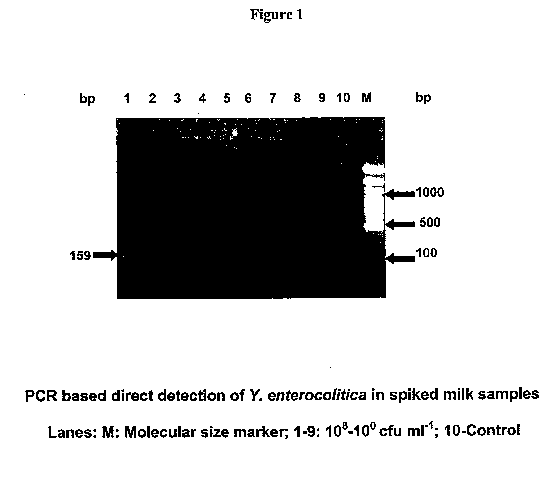 Primes for detecting food poisoning bacteria and a method thereof