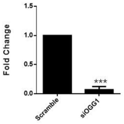 New application of OGG1 small-molecule inhibitor in treating African swine fever