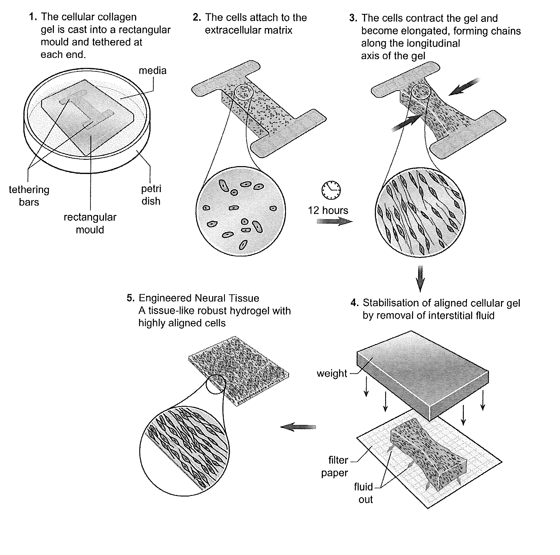 Engineered neural tissue