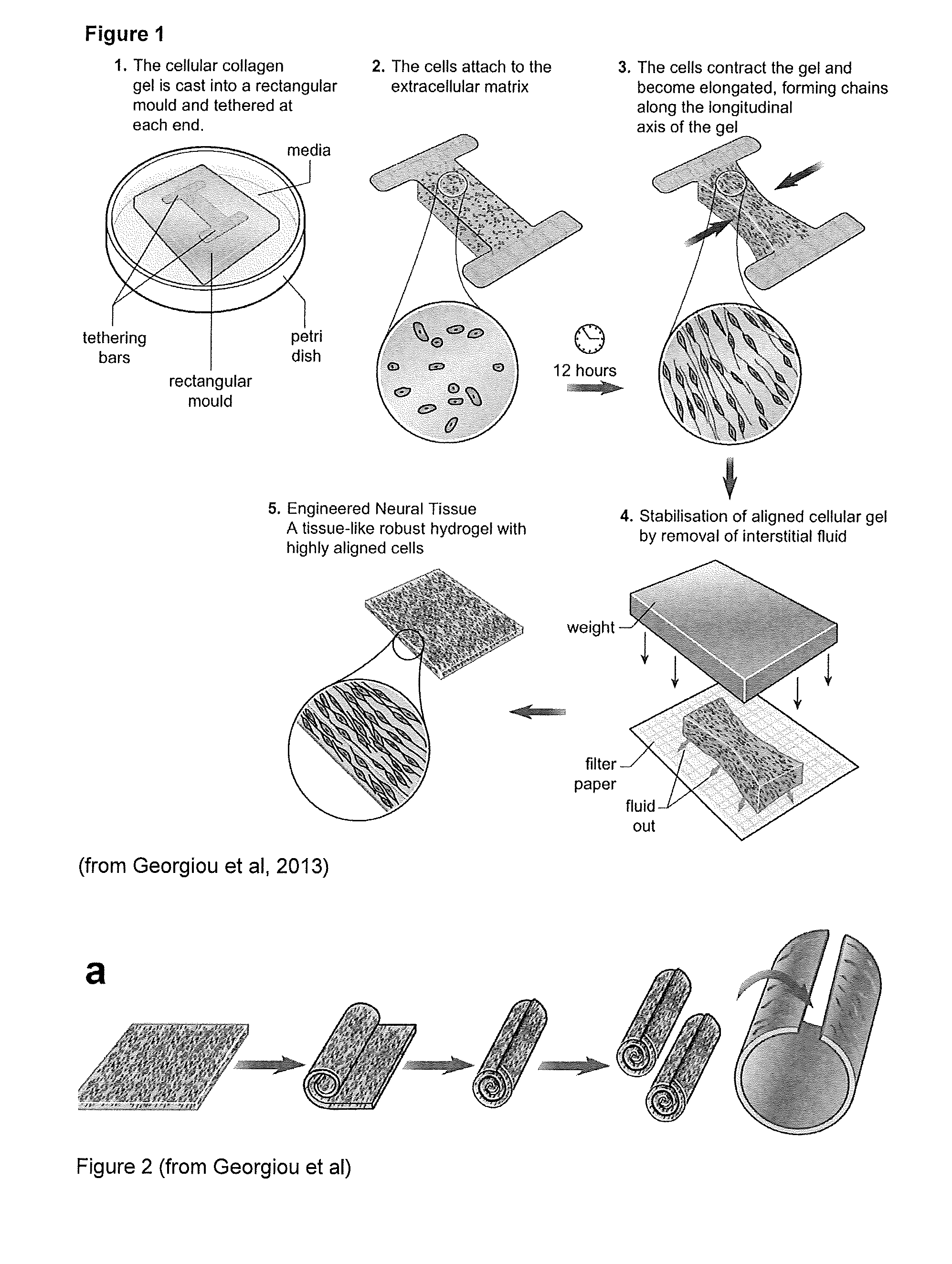 Engineered neural tissue