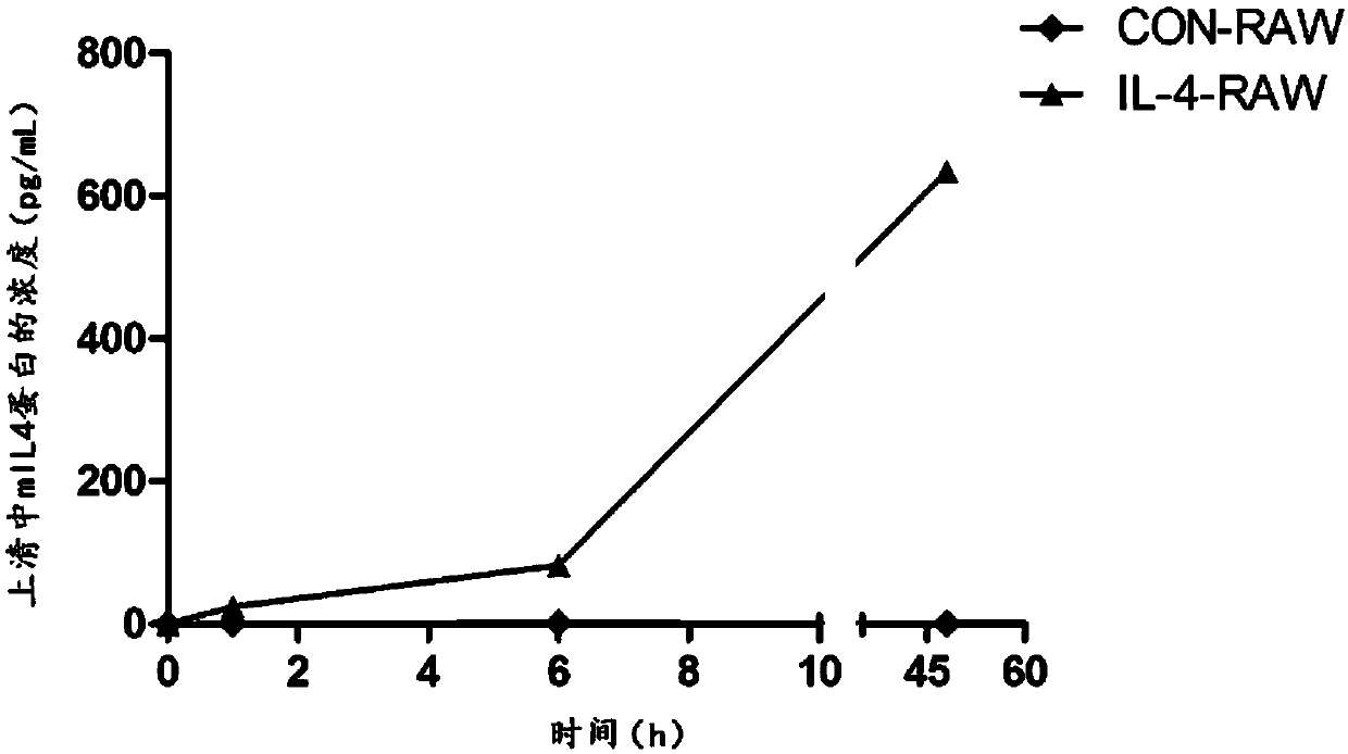 Engineering-transformed macrophages and application of macrophages to septicopyemia