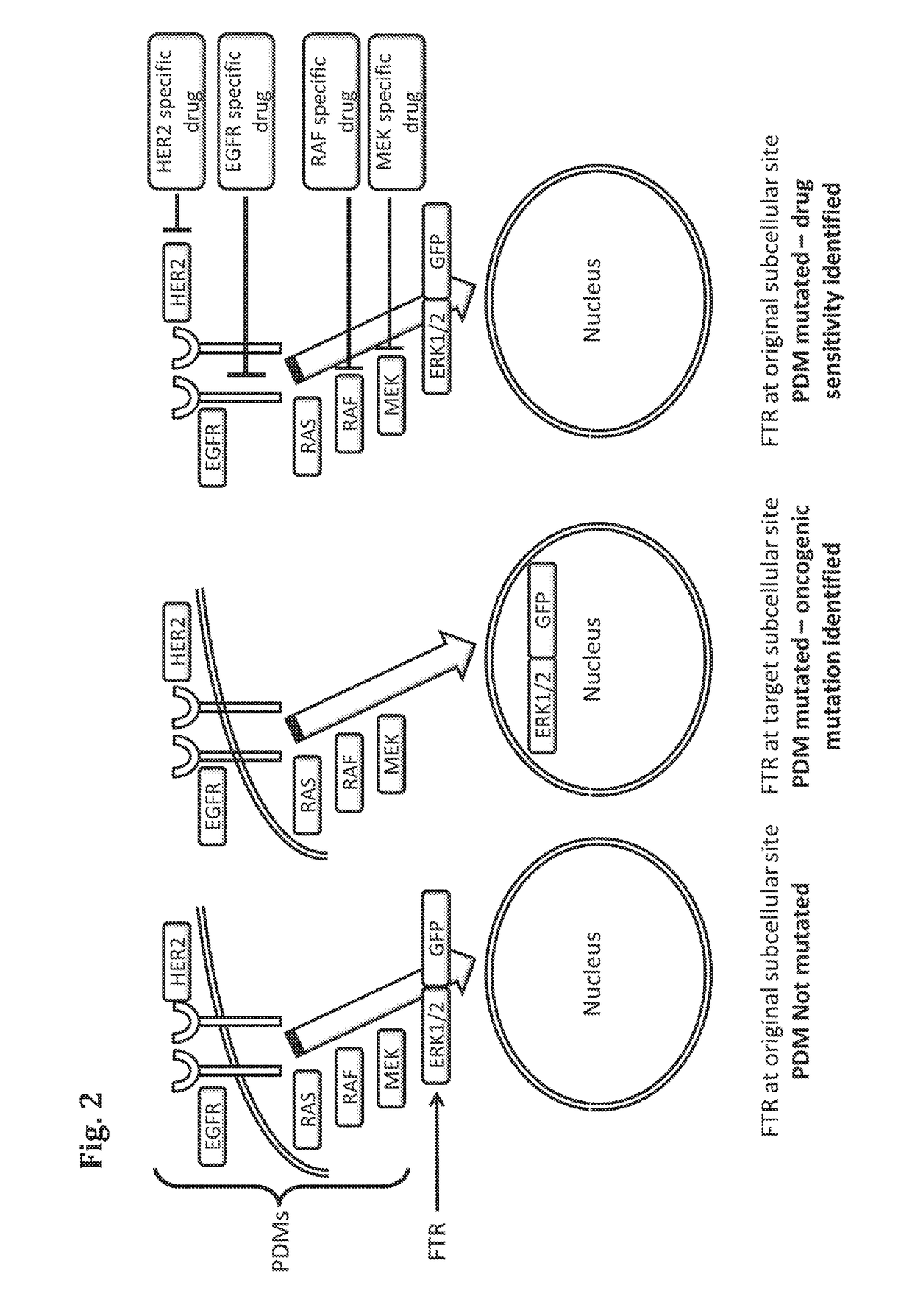 Methods for determining drug response of patient specific mutations