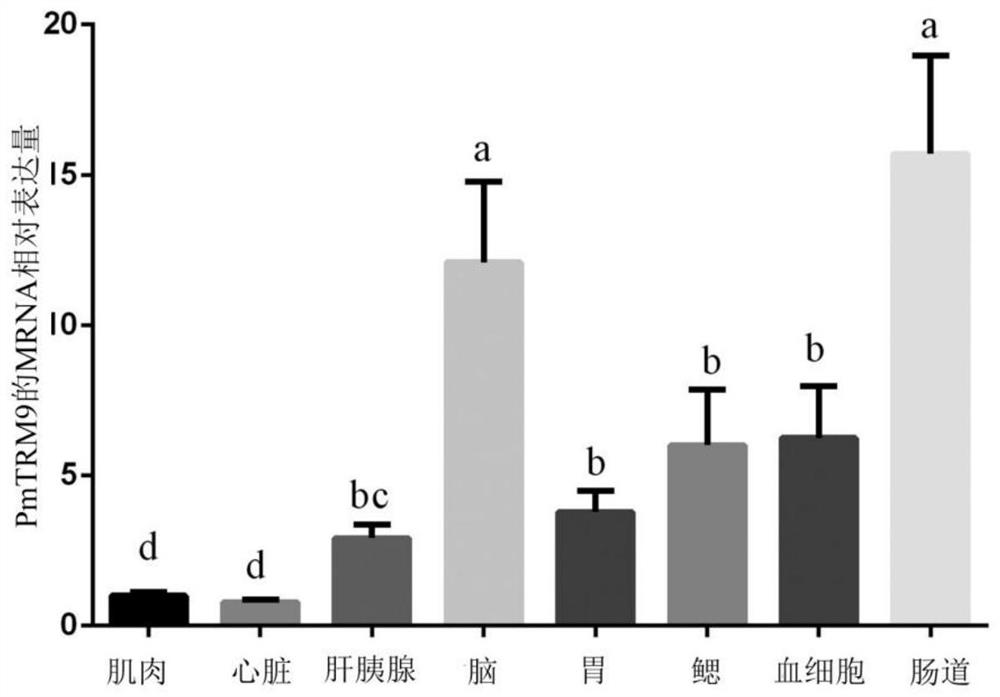 Small interfering RNA targeting penaeus monodon TRIM9 gene and application of small interfering RNA