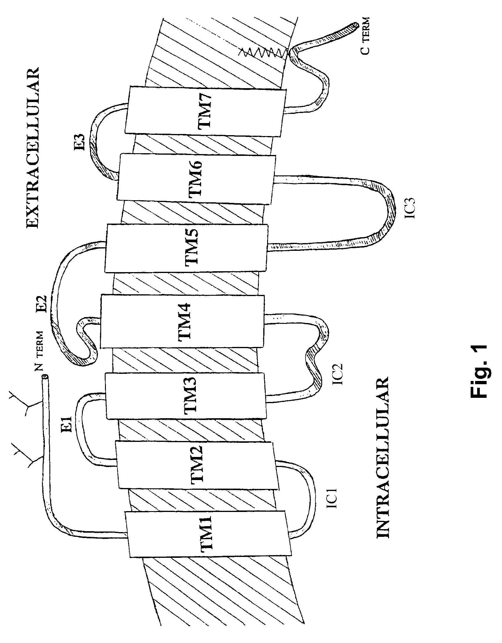 Method for obtaining G protein-coupled receptor (GPCR) diffraction-quality crystals employing a monoclonal antibody that binds to the third intracellular loop (IL3)