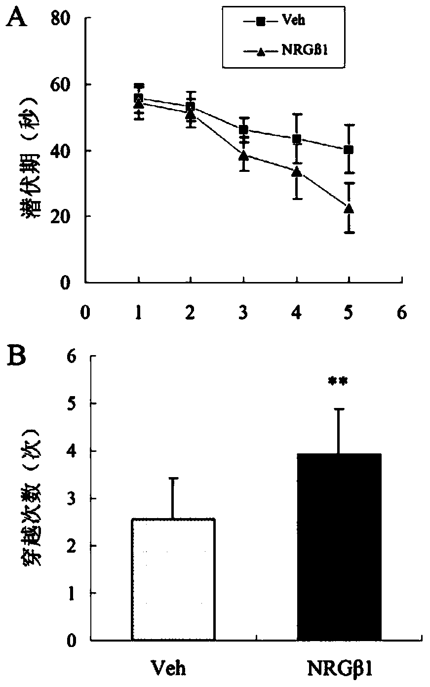 Use of neuregulin 1