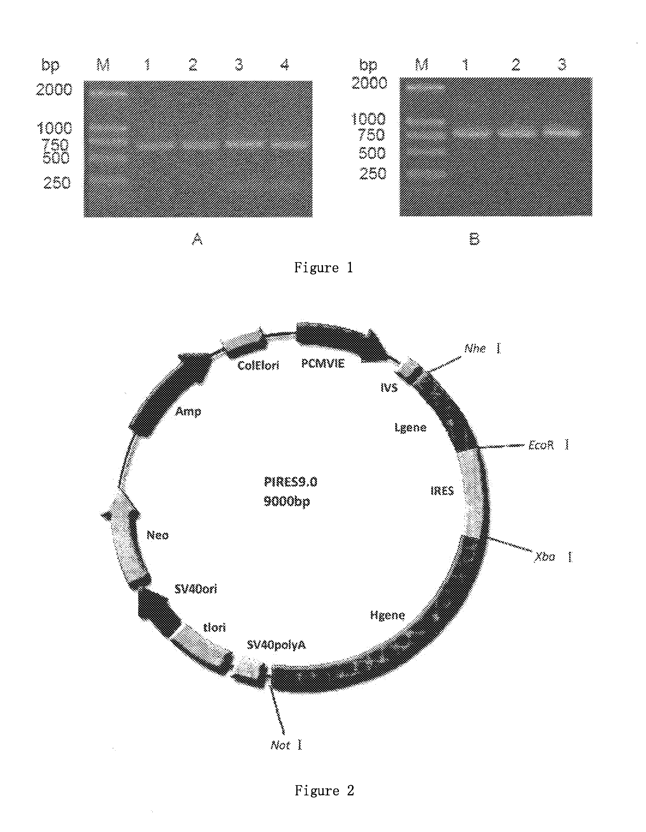 Humanized anti-EGFR antibody L4-H3 and coding gene thereof