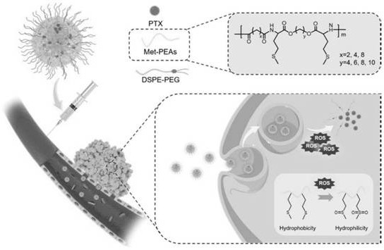 Methionine-polyesteramide high-molecular polymer with ROS responsiveness and application of methionine-polyesteramide high-molecular polymer