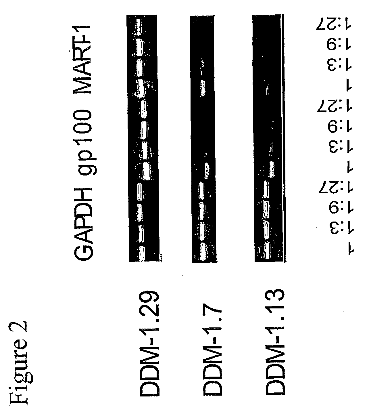 Pharmaceutical composition for inducing an immune response in a human or animal