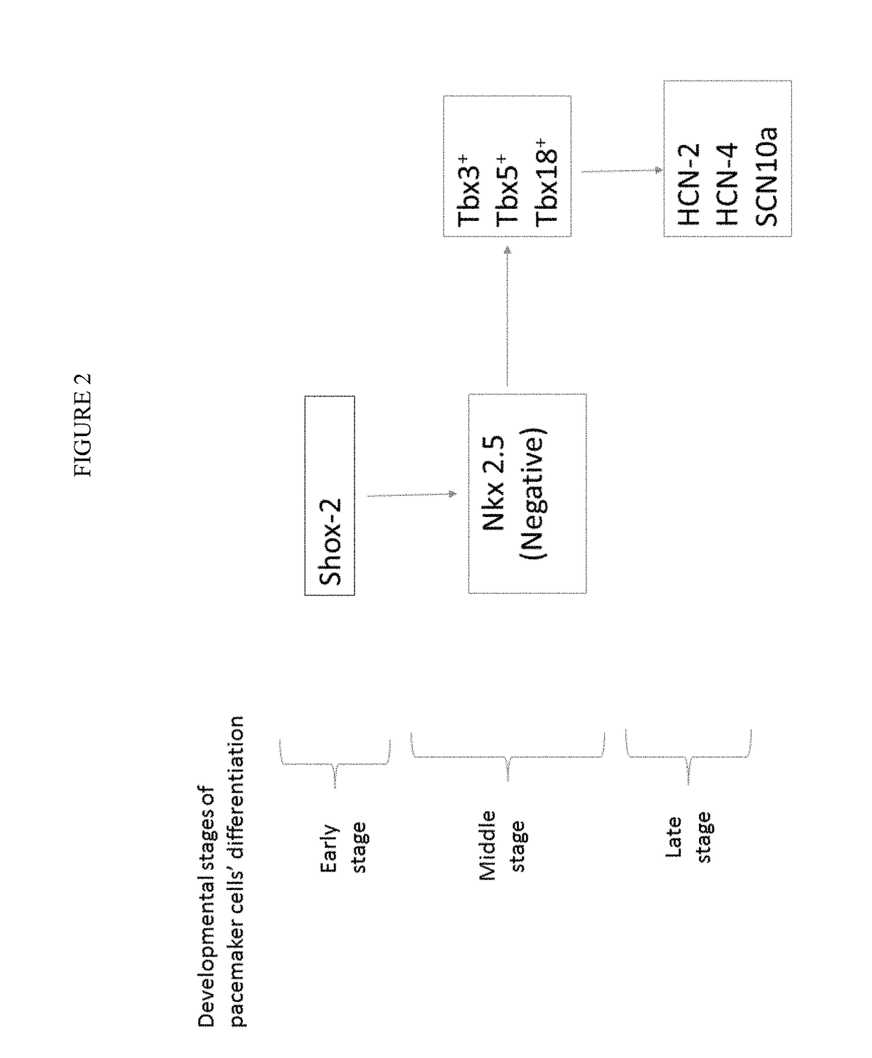 Induced Pacemaker and Purkinje Cells from Adult Stem Cells