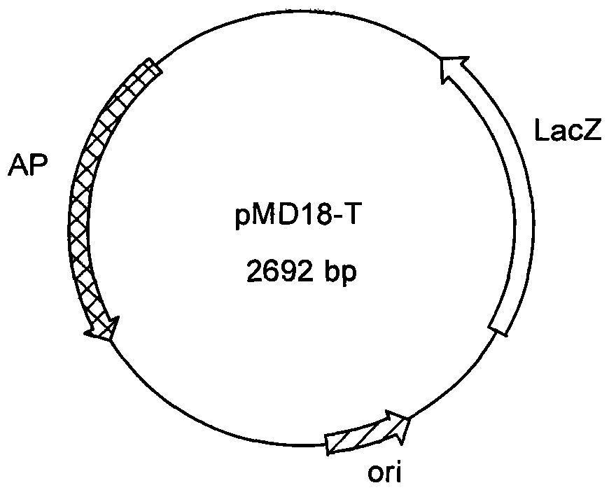 HPV18 type l2ne7e6 fusion protein gene, expression vector, method, bacterial strain and application