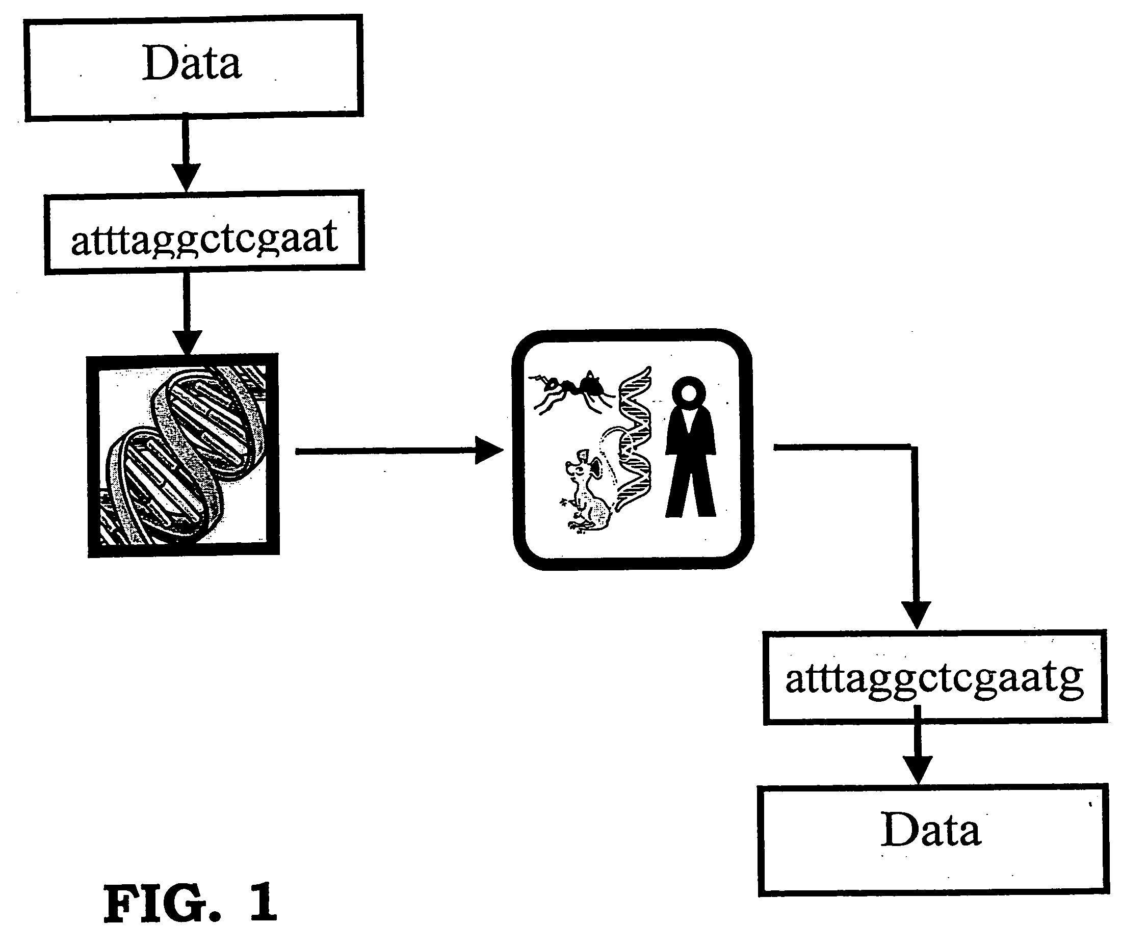 Storing data encoded DNA in living organisms