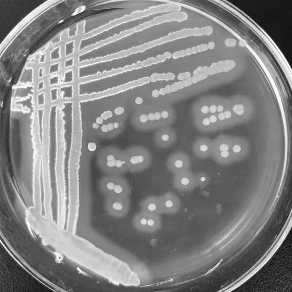 Application of a kind of eucalyptus eucalyptus essential oil and its compound bacterial agent in the preparation of insect repellent for seawater fish