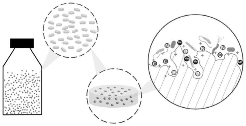 Microbial capsule for valuable metal recovery and preparation method and application thereof