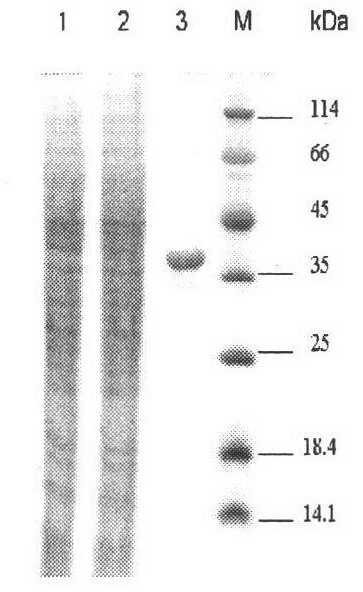 Construction method of genetic engineering strain for high expression and easy purification of beta-mannanase