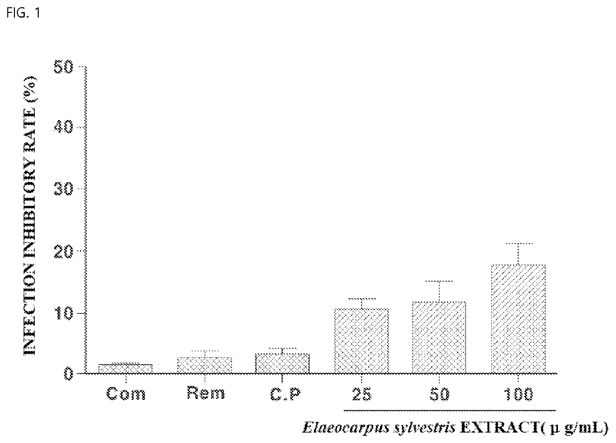 CORONAVIRUS THERAPEUTIC AGENT INCLUDING Elaeocarpus sylvestris EXTRACT AS ACTIVE INGREDIENT