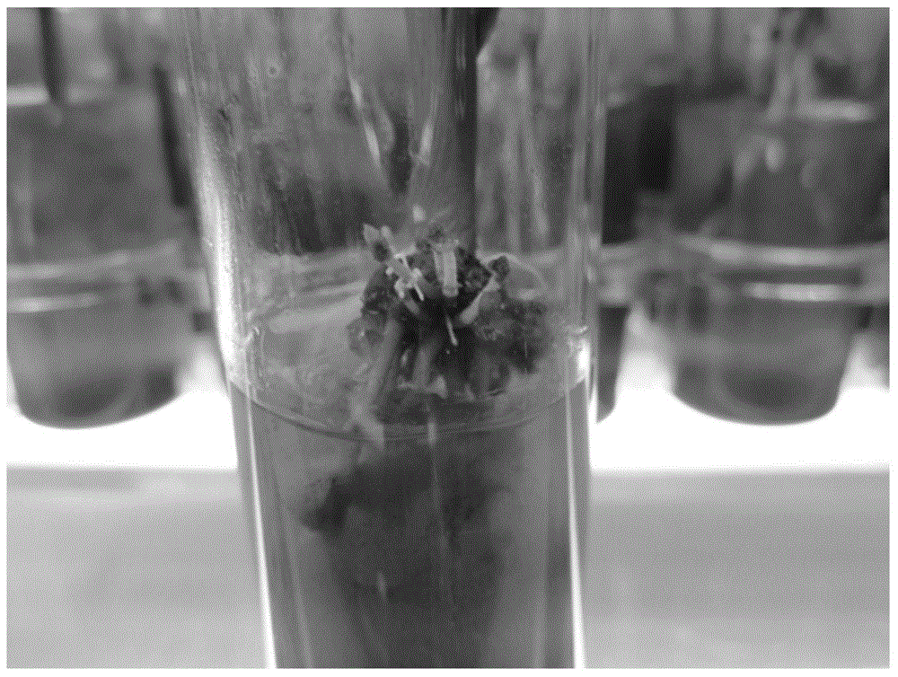 A kind of rooting induction of oil palm tissue culture seedlings and cultivation method for promoting roots and strong seedlings