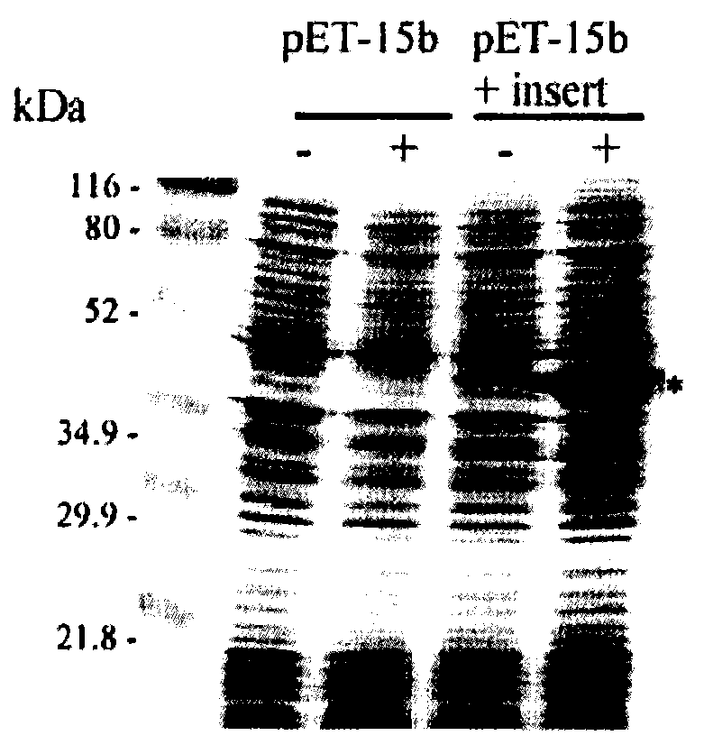 Plastidial targeting peptide