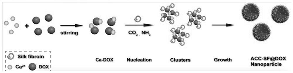 A lysosome-targeted pH-sensitive nanoparticle and its preparation method and application