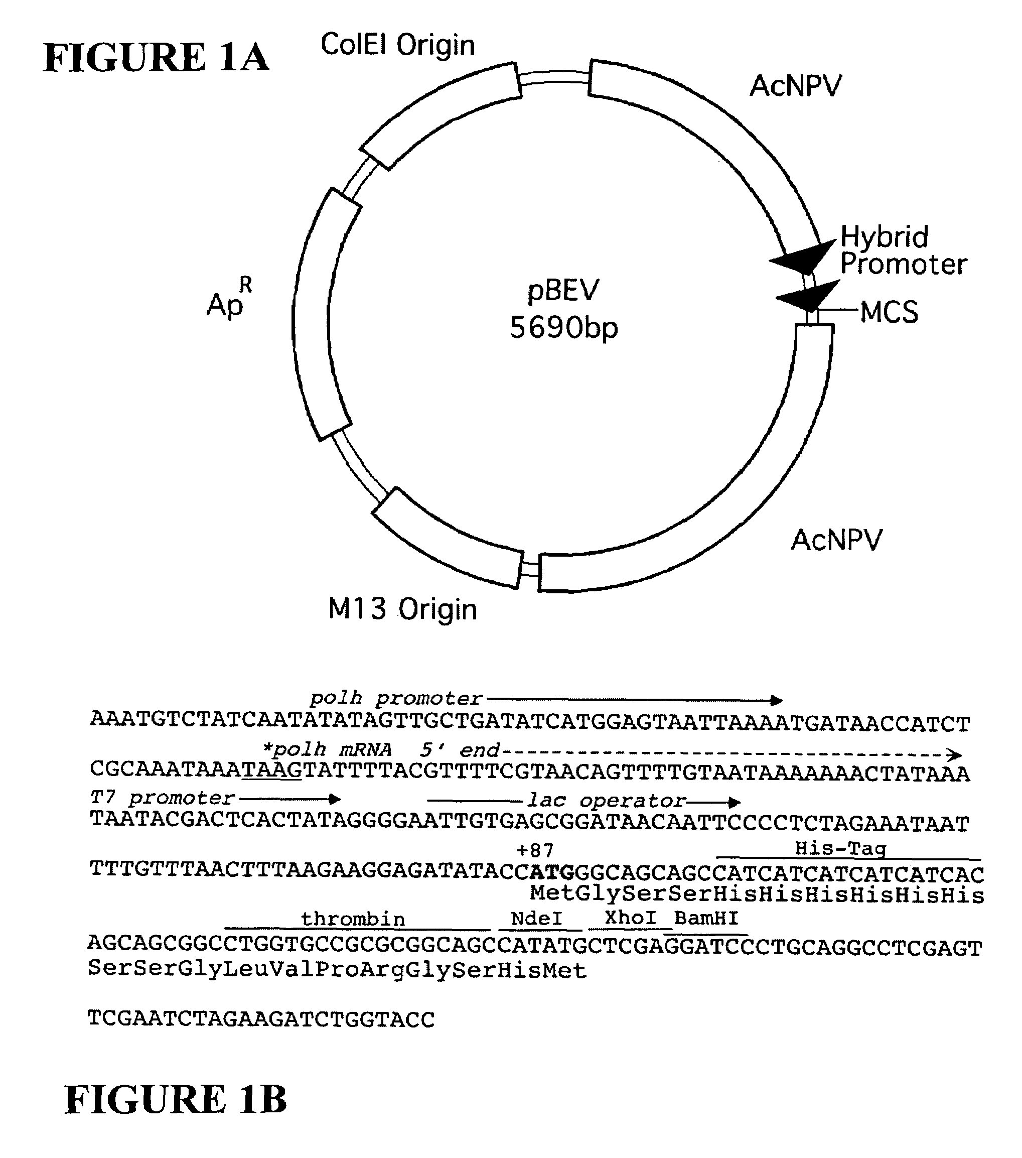 Dual expression vector system and screening methods