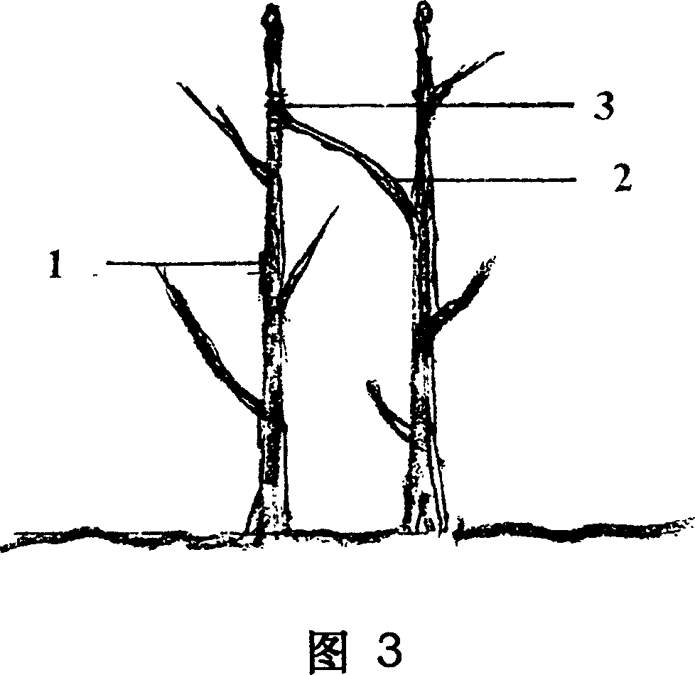 Hetero individual plant single head direct stem grafting method