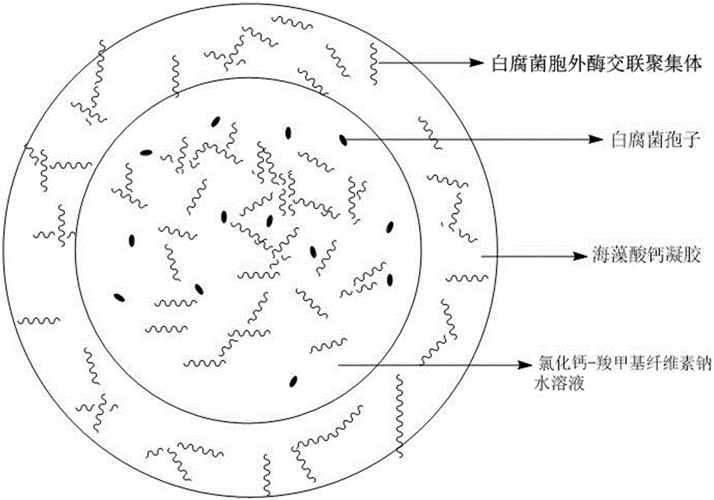 Calcium alginate-sodium carboxymethyl cellulose co-immobilized Phanerochaete chrysosporium strain and biological microcapsule of exoenzyme thereof, and preparation method of strain