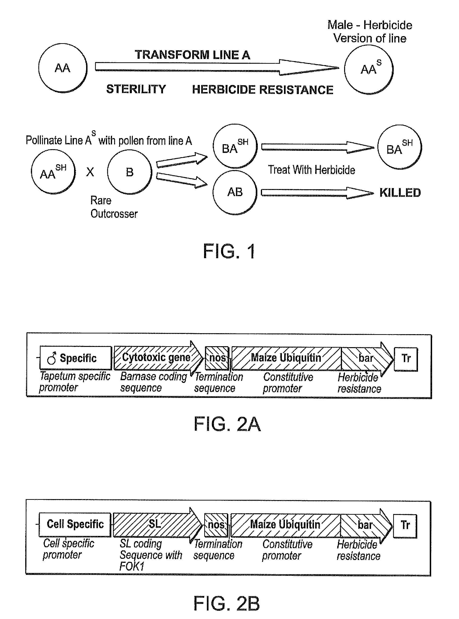 Male and female sterility lines used to make hybrids in genetically modified plants