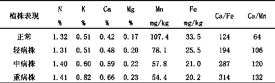 Diagnosis and treatment of leaf yellowing in blueberry cultivar Brilliant