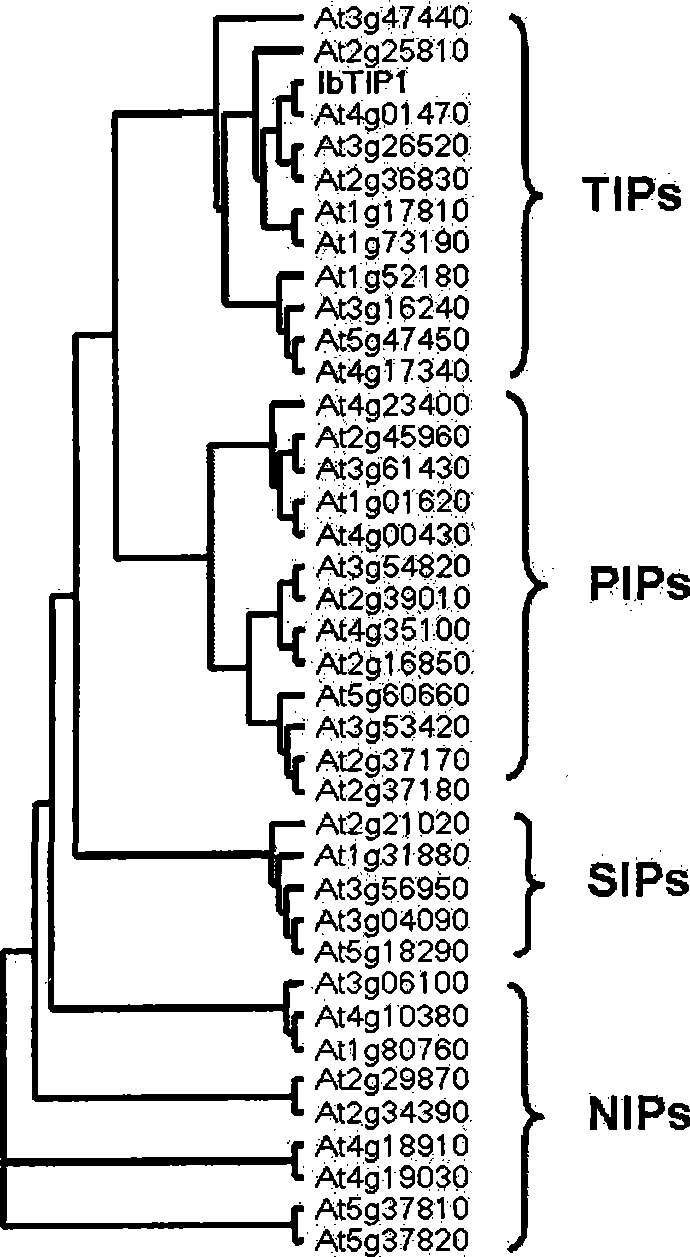 Ibtip1 gene from sweet potato root and promoter thereof