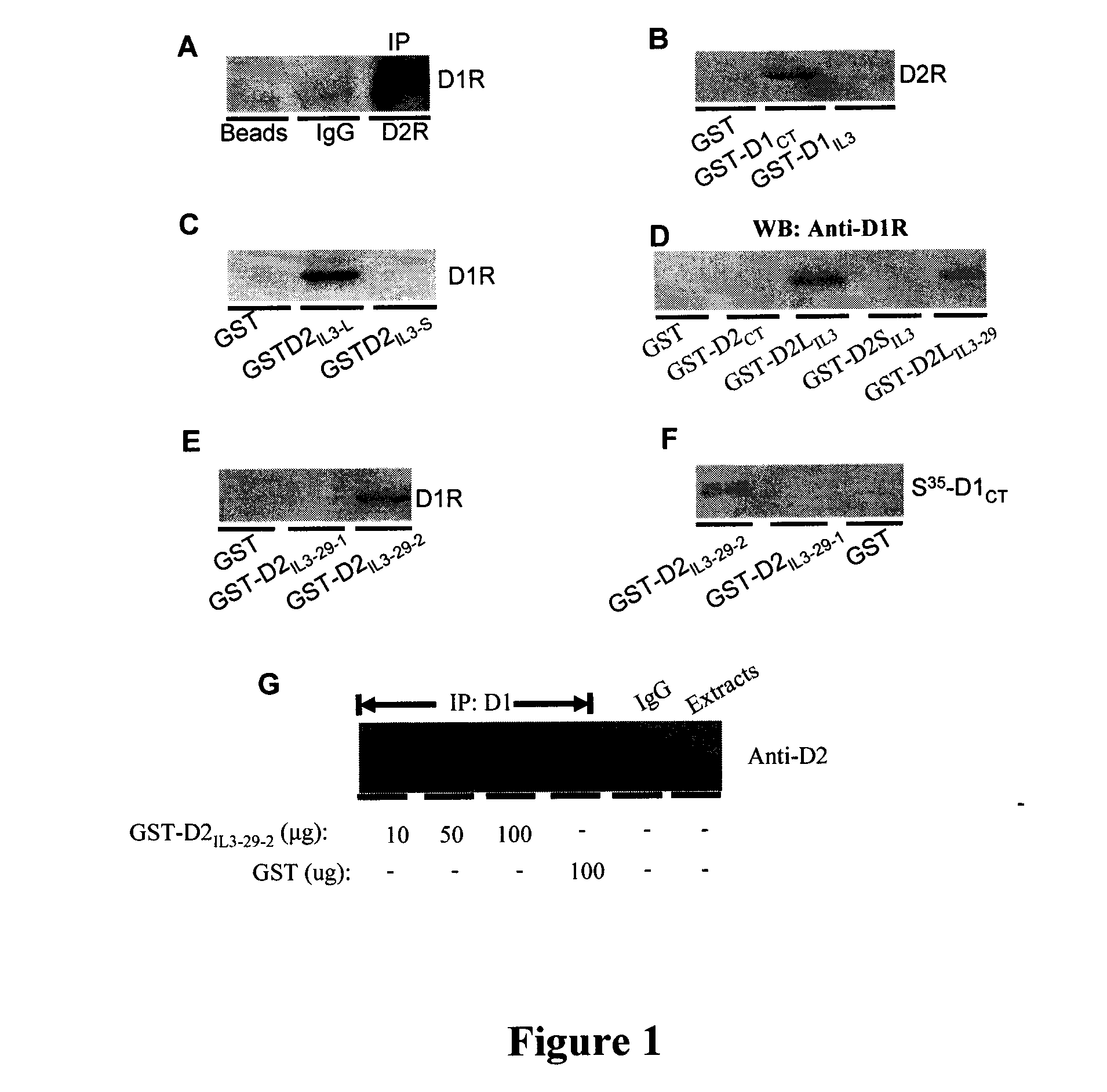 Compositions and methods for modulating d1-d2 dopamine receptor interaction and function