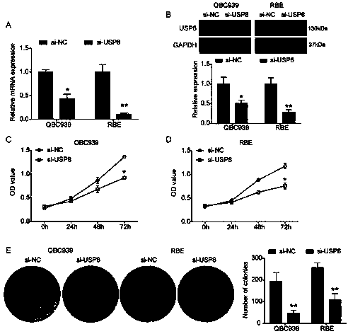 Cholangiocarcinoma detection, treatment and prognosis target point and application