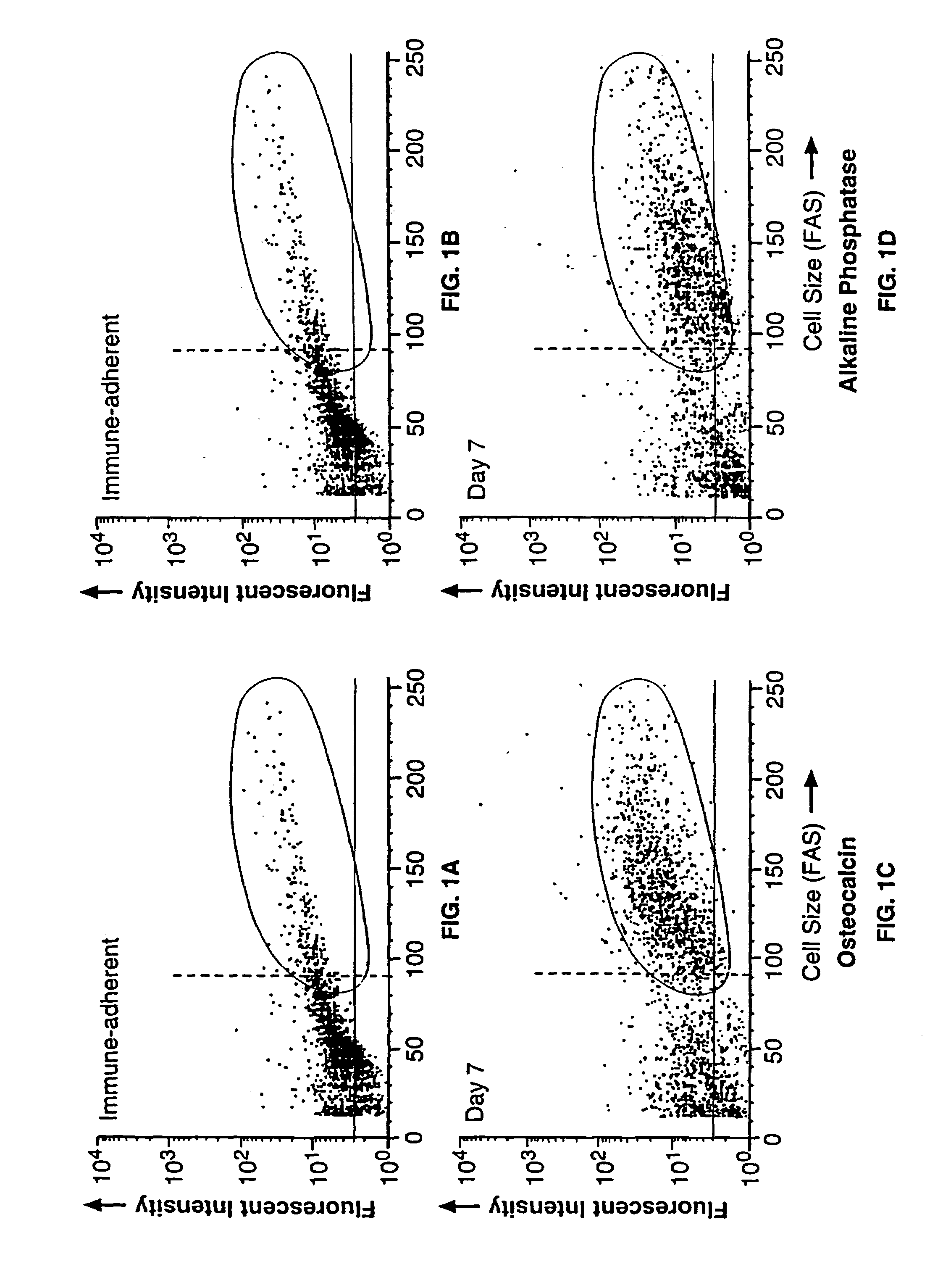 Bone precursor cells: compositions and methods