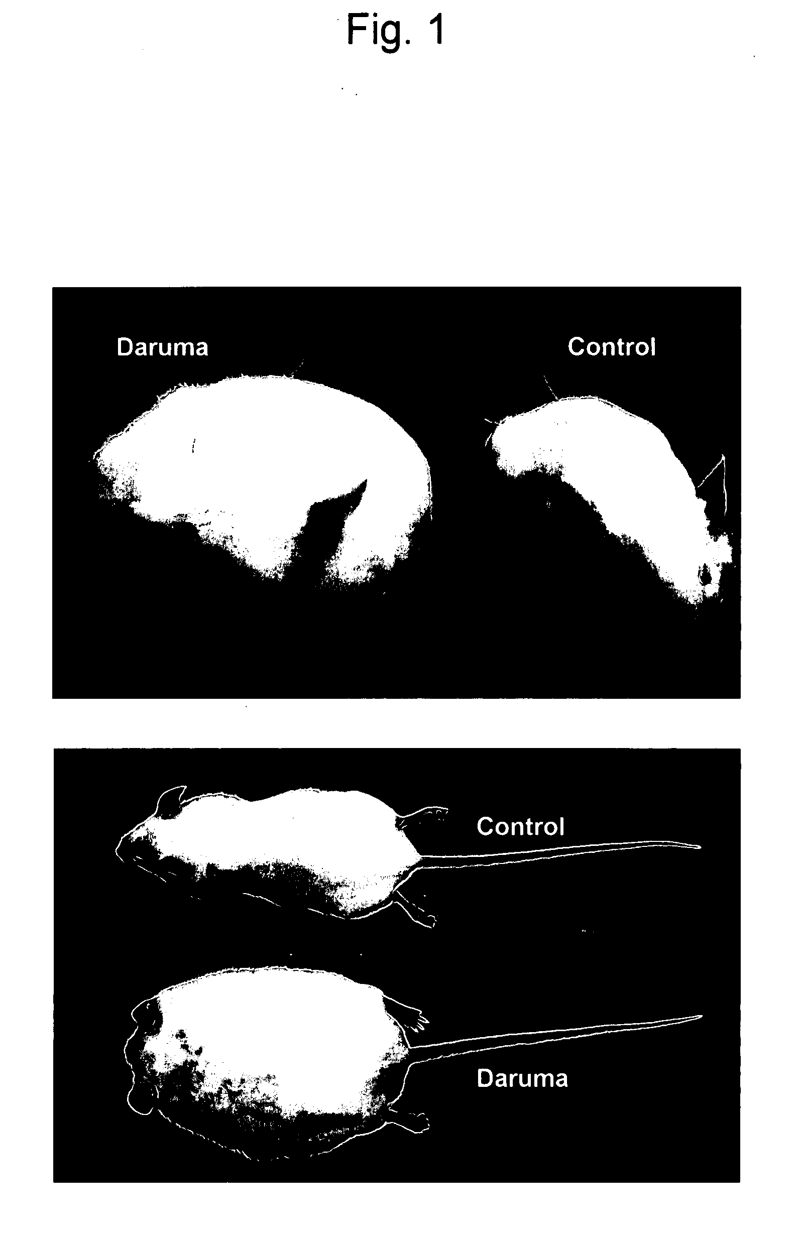 Mouse developing visceral fat type obesity and diabetes