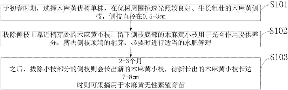 Method for promoting germination of lateral branches of casuarinas