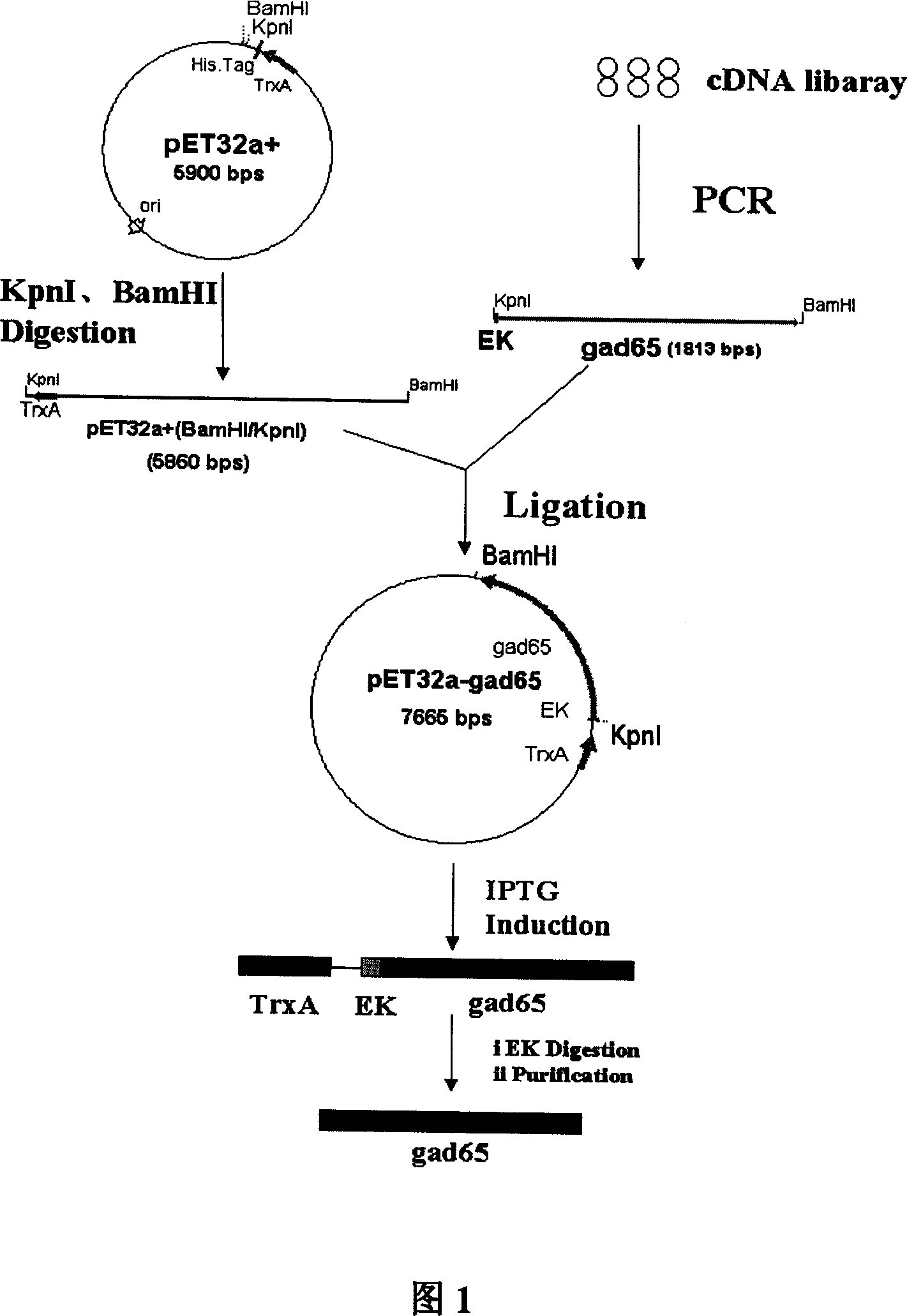 Alkaline ionic liquid and its prepn process and application