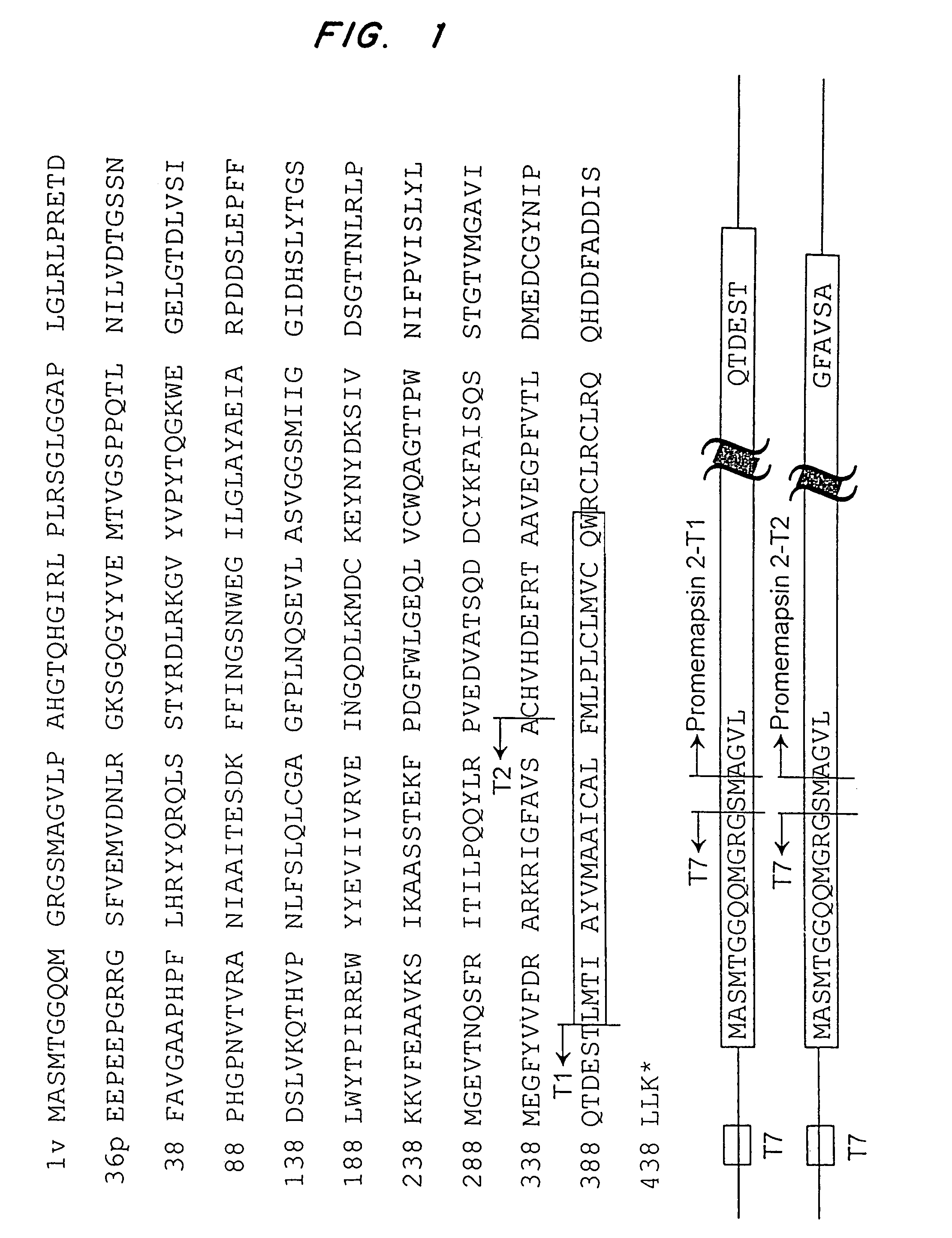 Inhibitors of memapsin 2 and use thereof