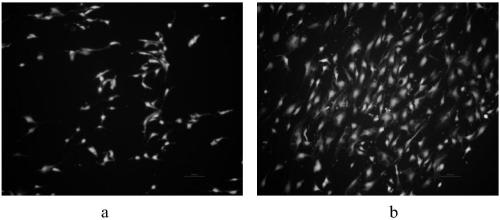 A hydrogel dressing for stem cell therapy