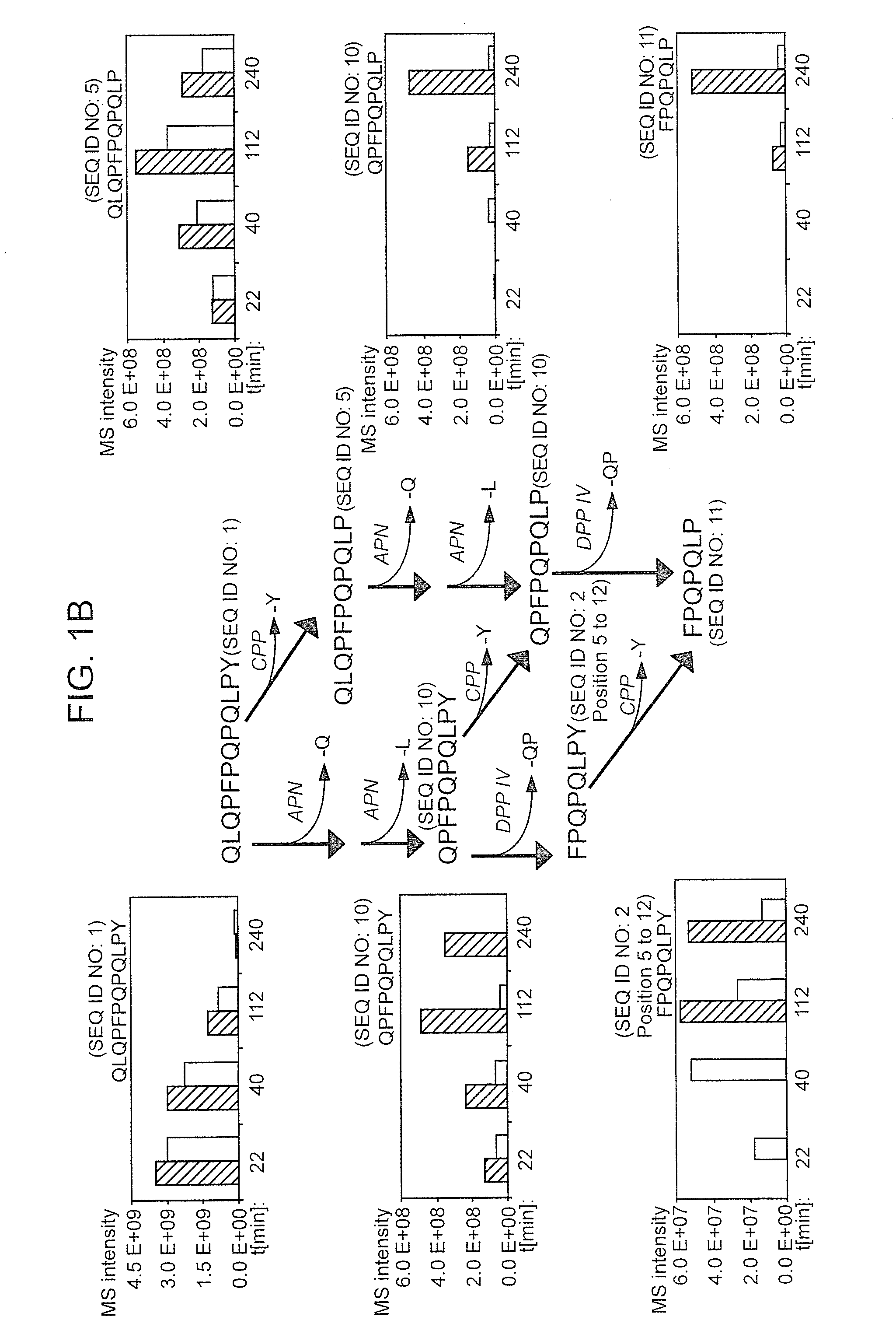 Enzyme treatment of foodstuffs for celiac sprue