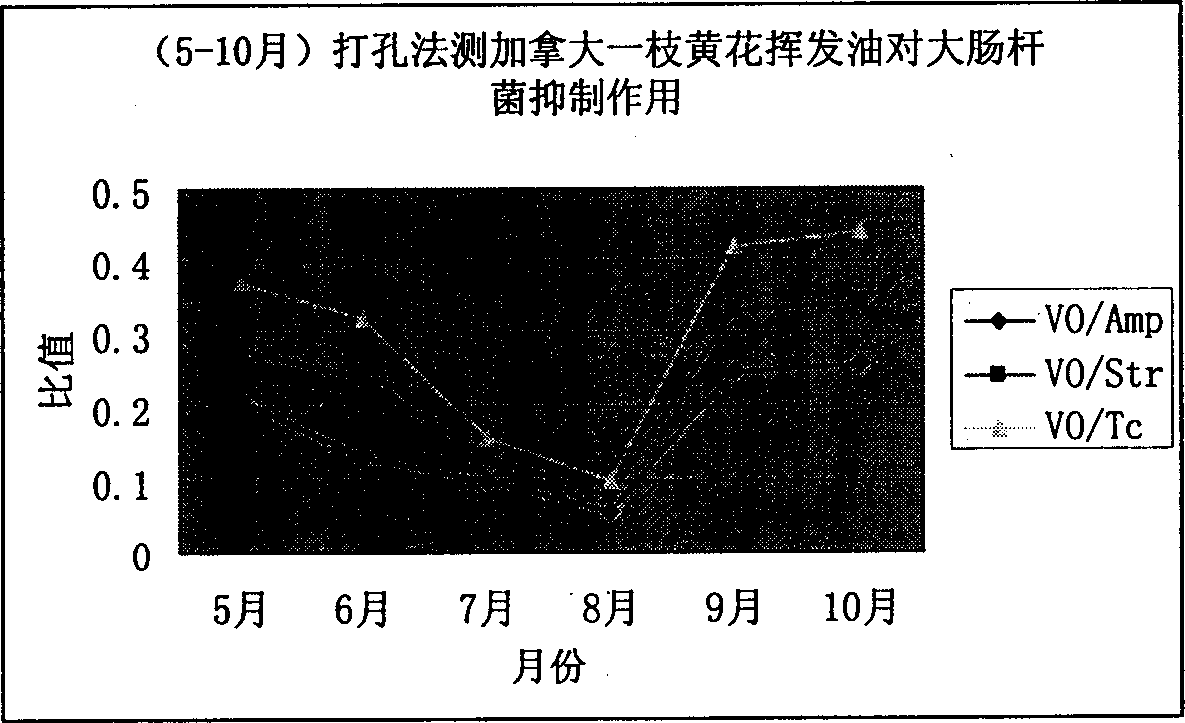 Plant volatile oil having broad spectrum antibiotic activity, its prepn. method and usage