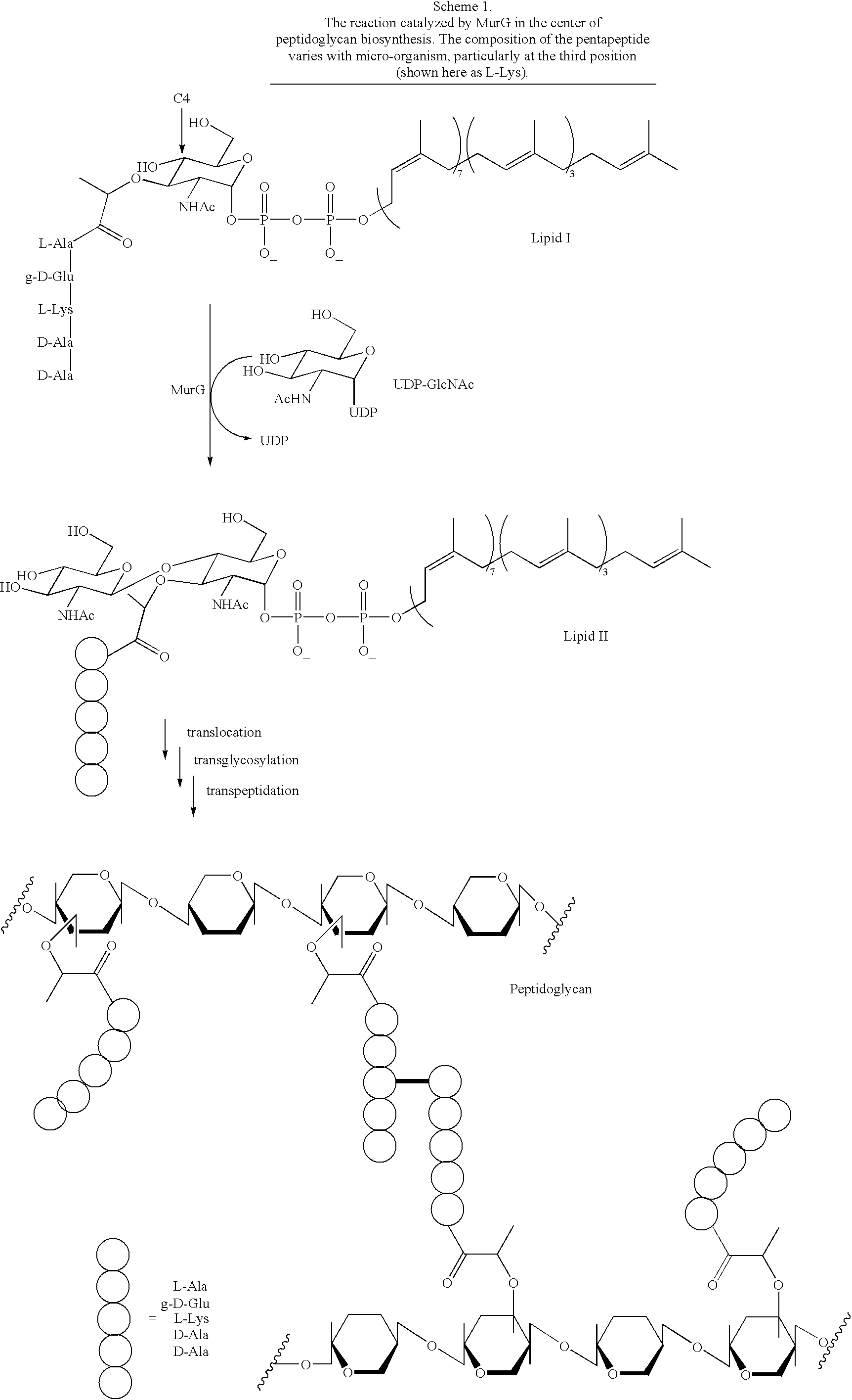 Substrate analogs for MurG, methods of making same and assays using same