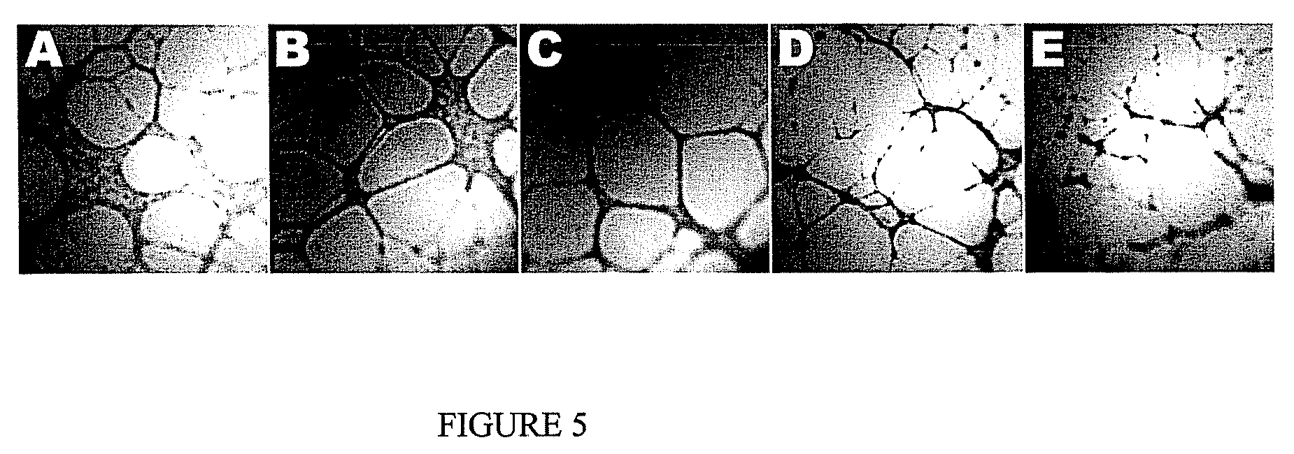 "methods and products for treatment of diseases"