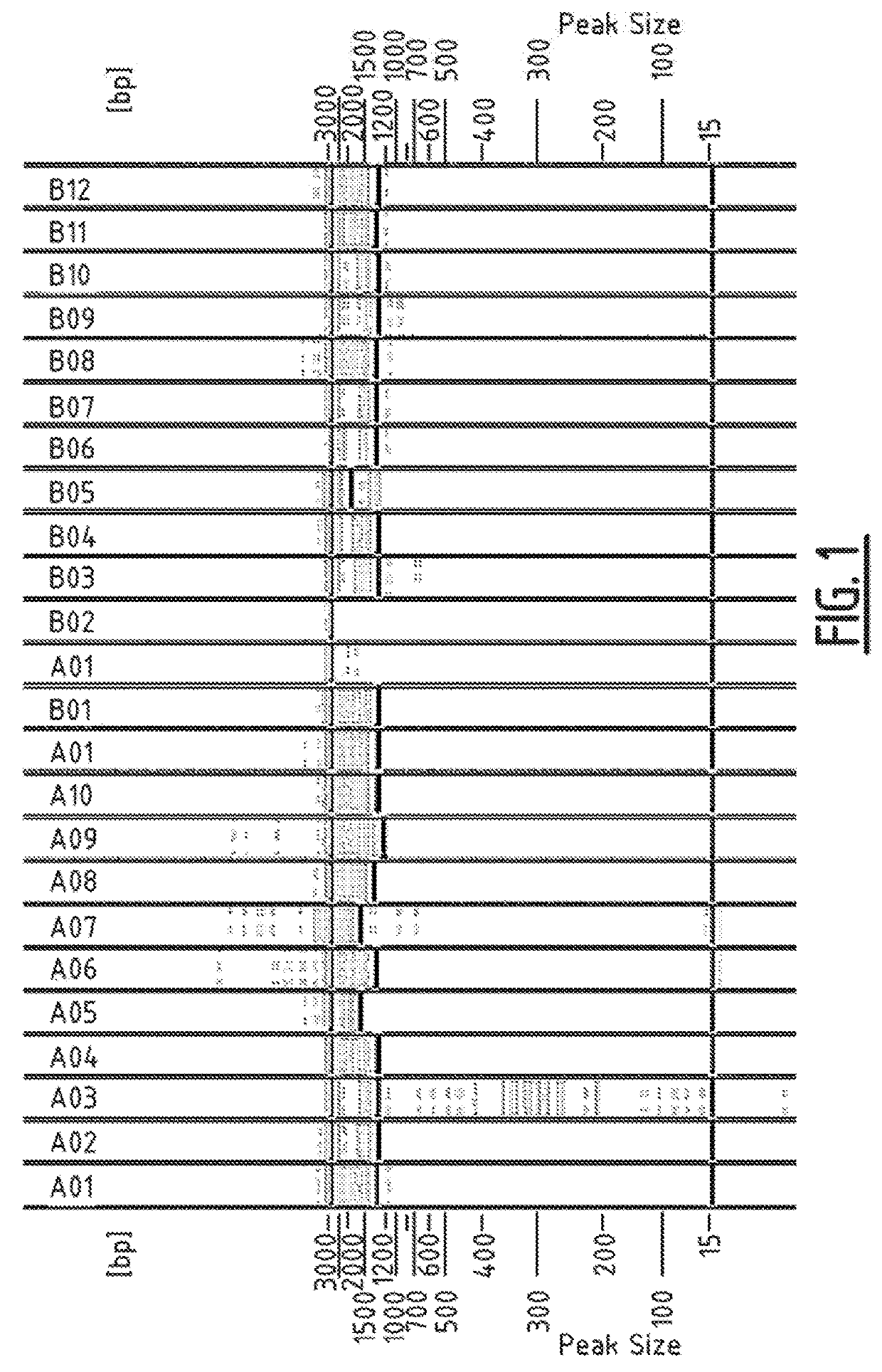 Method for modifying the resistance profile of spinacia oleracea to downy mildew