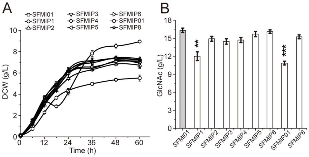 Method for improving yield of bacillus subtilis acetylglucosamine