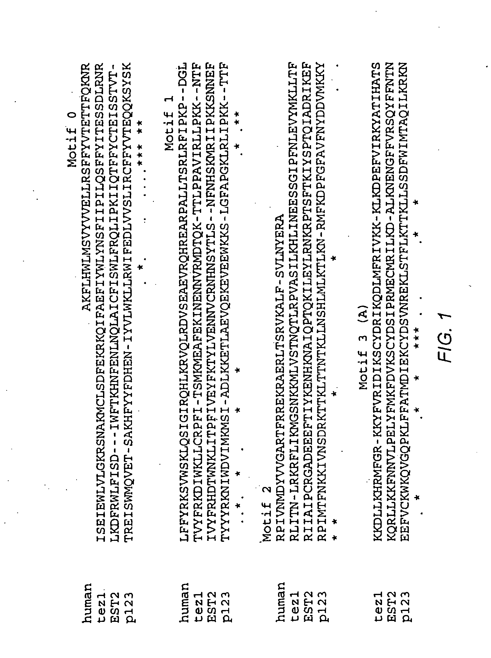 Human telomerase catalytic subunit