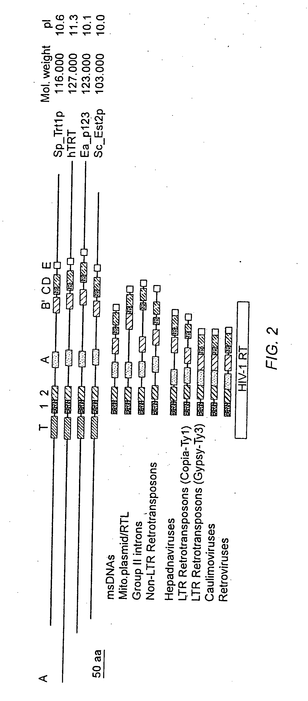 Human telomerase catalytic subunit