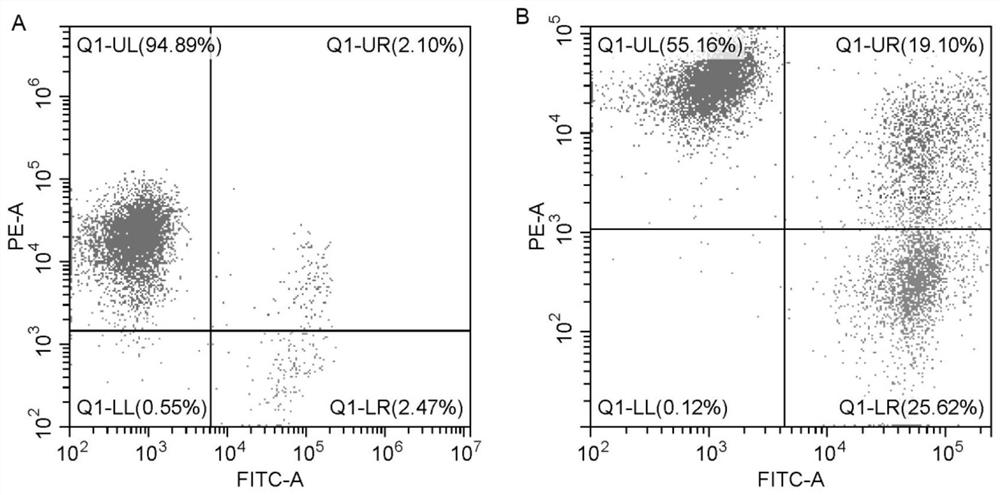 NK cell culture system and application thereof